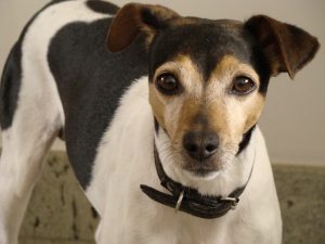 Terrier Brasileiro - Características da raça, fotos e vídeos