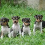 Terrier Brasileiro - Características da raça, fotos e vídeos