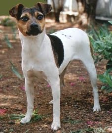 Terrier Brasileiro - Características da raça, fotos e vídeos