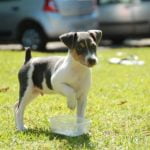 Terrier Brasileiro - Características da raça, fotos e vídeos