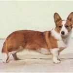 Welsh Corgi - Características da raça, fotos e vídeos