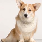 Welsh Corgi - Características da raça, fotos e vídeos