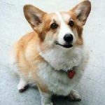 Welsh Corgi - Características da raça, fotos e vídeos