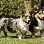 Welsh Corgi - Características da raça, fotos e vídeos