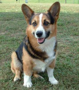 Welsh Corgi - Características da raça, fotos e vídeos