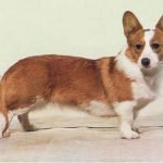 Welsh Corgi - Características da raça, fotos e vídeos