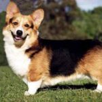 Welsh Corgi - Características da raça, fotos e vídeos