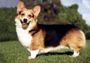 Welsh Corgi - Características da raça, fotos e vídeos