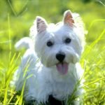 West Highland White Terrier - Características da raça, fotos e vídeos