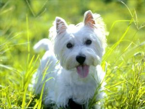 West Highland White Terrier - Características da raça, fotos e vídeos