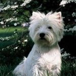 West Highland White Terrier - Características da raça, fotos e vídeos