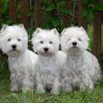 West Highland White Terrier - Características da raça, fotos e vídeos