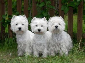 West Highland White Terrier - Características da raça, fotos e vídeos