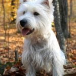 West Highland White Terrier - Características da raça, fotos e vídeos