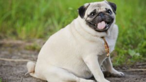 Pug: saiba tudo sobre a raça