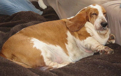 Obesidade Canina - prevenção, causas e tratamento