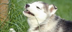 Porque os cães comem grama?