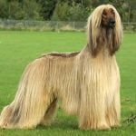 Raça Afghan Hound - Características da raça, fotos e vídeos