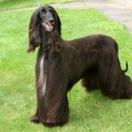 Raça Afghan Hound - Características da raça, fotos e vídeos