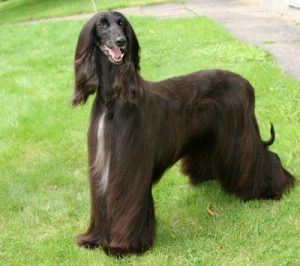 Raça Afghan Hound - Características da raça, fotos e vídeos