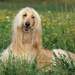 Raça Afghan Hound - Características da raça, fotos e vídeos