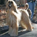 Raça Afghan Hound - Características da raça, fotos e vídeos