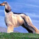 Raça Afghan Hound - Características da raça, fotos e vídeos