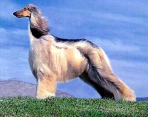 Raça Afghan Hound - Características da raça, fotos e vídeos