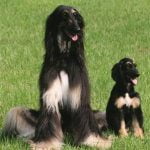 Raça Afghan Hound - Características da raça, fotos e vídeos