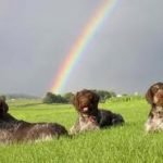 Braco Alemão - Características da raça, fotos e vídeos