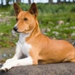 Raça Basenji – Características da raça, fotos e vídeos