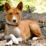 Raça Basenji – Características da raça, fotos e vídeos