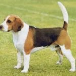 Raça Beagle – Características da raça, fotos e vídeos