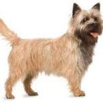 Raça Cairn Terrier – Características da raça, fotos e vídeos