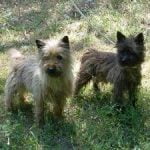 Raça Cairn Terrier – Características da raça, fotos e vídeos