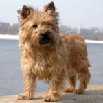 Raça Cairn Terrier – Características da raça, fotos e vídeos