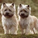 Raça Cairn Terrier – Características da raça, fotos e vídeos