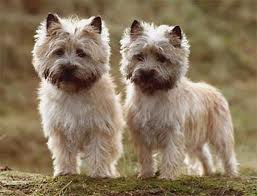 Raça Cairn Terrier – Características da raça, fotos e vídeos