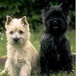 Raça Cairn Terrier – Características da raça, fotos e vídeos