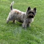 Raça Cairn Terrier – Características da raça, fotos e vídeos