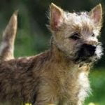 Raça Cairn Terrier – Características da raça, fotos e vídeos