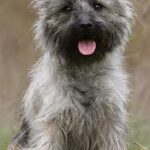 Raça Cairn Terrier – Características da raça, fotos e vídeos