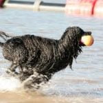 Raça Cão D’Água Português - Características da raça, fotos e vídeos