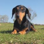 Raça Dachshund - Características da raça, fotos e vídeos