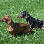 Raça Dachshund - Características da raça, fotos e vídeos