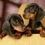 Raça Dachshund - Características da raça, fotos e vídeos