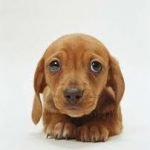 Raça Dachshund - Características da raça, fotos e vídeos