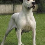 Raça Dogo Argentino - Características da raça, fotos e vídeos