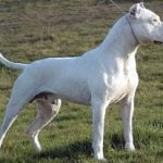 Raça Dogo Argentino - Características da raça, fotos e vídeos