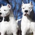 Raça Dogo Argentino - Características da raça, fotos e vídeos